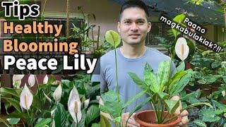 TAMANG PAG AALAGA NG PEACE LILY | TIPS PARA MAMULAKLAK ANG PEACE LILY | PEACE LILY PLANT CARE