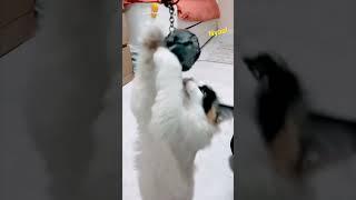 Nyaa!