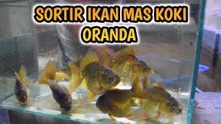 CARA BIKIN WARNA IKAN BIAR CEPAT MUTASI