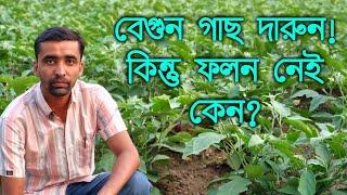 বেগুনে প্রচুর পরিমাণে ফুল ফল নিয়ে আসবেন কিভাবে? বেগুনের ফুল ঝরে যাওয়া সমস্যা রোধ করবেন কিভাবে?