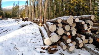 We Are Going To RUN Out Of LOGS - We NEED A New PLAN // Milling Logs On Our Woodland Mills Sawmill