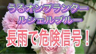 うるオンプランターの薔薇に緊急事態！長雨で水が溜まり苔が生えました。うるオンプランターをお使いの皆様ご注意ください。