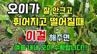 오이가 잘안크고 휘어지고 떨어질때 이걸 해주면 여름내내 오이 수확합니다 #오이농사 #오이키우기