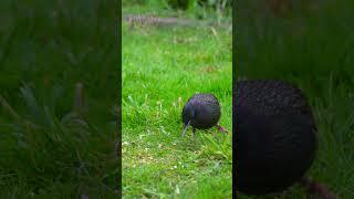 Watch a Catch! Starling catches worm dropped from bird feeder 5ft above. #birds #likeaboss #birders