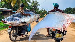 Amazing ! Rural idyllic Village Most Satisfying Super Streets Fish markets And Fish Cutting