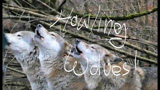 Awesome! Howling Wolves on Christmas Day! Hurlement des loups! Heulende Wölfe im Tiergartren Worms!
