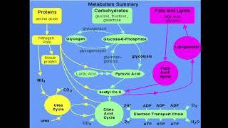 12:00 Biological oxidation