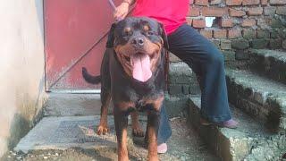 Import blood line semi adult rottweiler male available for sale in very good price 9406132275