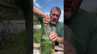 Это вам не Coca-Cola! Наш древнейший напиток - Сурица. Вкусный, полезный. Делаю своими руками