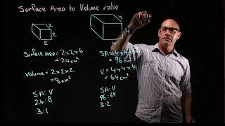 Surface area to volume ratio  why cells are small