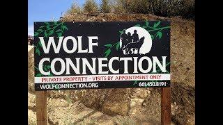 Wolf Connection Visit  - Sept  4th, 2017