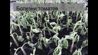 Болезни томатов