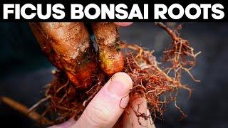 Ficus Bonsai Trees - Repotting and Root Pruning Methods 