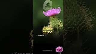 Canada Thistle