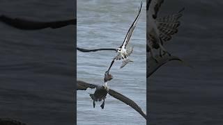 Insane Brown Pelican attacks Osprey and tries to steal a fish. Who will win?