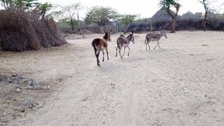 DONKEY LIFE in Thar is live!