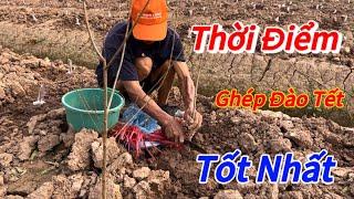 Đào Tết - Xác định thời điểm tốt nhất để ghép cây đào tết - Vườn Nhà Bon (p61)#daotet #vuonnhabon