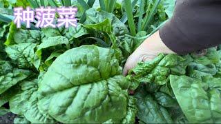 【种菠菜】怎样种出吃不完的菠菜？为什么你的菠菜不发芽？ grow great spinach