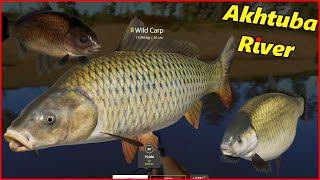 New config Wild Carp & Buffalo Akhtuba River | Russian Fishing 4