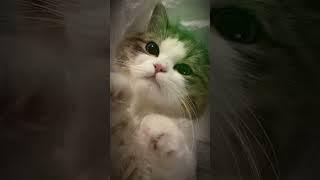 Hanya blender/kucing biasa kok#Fyp #disnckvd