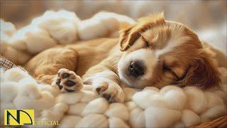 20 HOURS of Dog Calming Music For DogsAnti Separation Anxietystress relief music NadanMusic