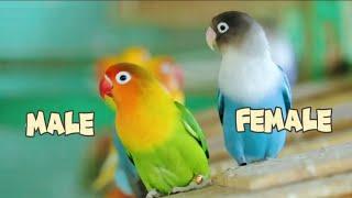 how to tell if your lovebird is male or female | lovebirds gender | lovebirds identification