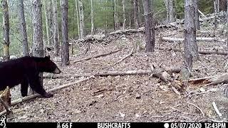 The Most Epic Trail Camera Videos of 2020 - Bushcraft Nick