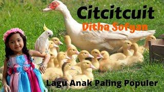 LAGU ANAK CIT CIT CUIT (BEBEK BERENANG ) DITHA SOFYAN, LAGU ANAK TERPOPULER VIRAL 2024