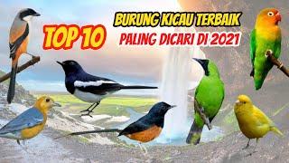 10 Jenis Burung Kicau Terbaik dan Populer di Indonesia