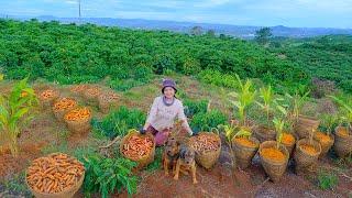 Harvesting the Golden Turmeric Garden Goes To Market Sell - Cooking Fish Braised with Turmeric