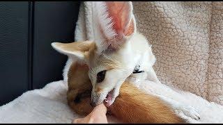 Fennec Puberty: Biting and Destructive Digging (The October Crazies)