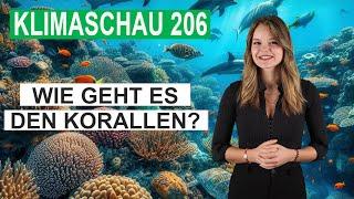 Wie geht es eigentlich den Korallenriffen?  Klimaschau 206