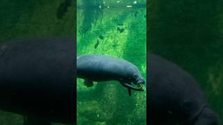 समुंद्री गाय।।sea cow #shorts #trending