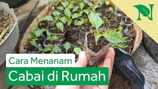 Cara Mudah Menanam Cabai Di Rumah