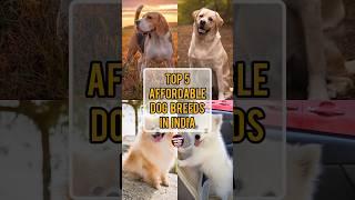 TOP 5 Affordable Dog Breeds In India | Amazing World Facts