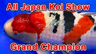 【Grand Champion Koi】53rd All Japan Nishikigoi Show 2023