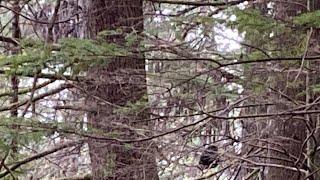 Lady Truck Driver From TN See's Large Hairy Upright Being