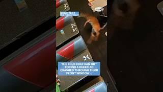 Deer smashes through restaurant window in Portsmouth, New Hampshire