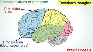 Cerebrum | Largest part of the Brain | Prosencephalon | Forebrain | Pravin Bhosale