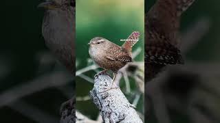 Hier piept‘s wohl! Für nahezu jeden Gartenvogel gibt’s das passende Häuschen.  Auf Pötschke.de 