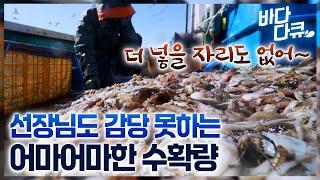역대급 조업량에 선장님도 놀랐다! 배는 이미 가득 찼는데 그물 가득 쏟아지는 주꾸미에 힘든 줄도 모르는 어부들 / 연평도 봄 바다 주꾸미잡이 / #바다다큐