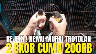 REJEKI TANGGAL MUDA ! NEMU MURAI BATU TROTOLAN 2 EKOR CUMA 200RB