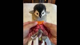 Tgis pemguin is so cute ️ #cute #pets #animals #funny