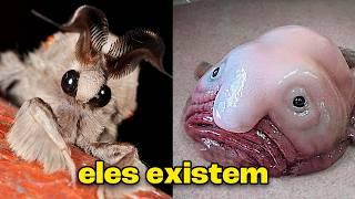 os ANIMAIS mais EXÓTICOS ENCONTRADOS NO MUNDO!