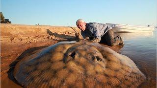 Giant Stingray attack the Gold Coast Swimmer