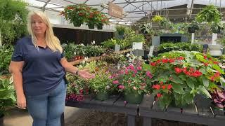 Hanging Baskets for Shady Spaces with Christina