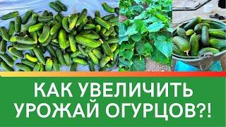 КАК УВЕЛИЧИТЬ УРОЖАЙ ОГУРЦОВ?! 1 часть