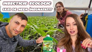 Tratament bio cu insecticid din Ulei de Neem îmbunatatit