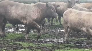 Powerful Charolais Bulls ready to work.