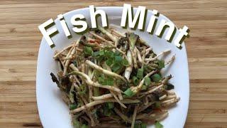 2 Ways to Eat Fish Mint (鱼腥草二吃)